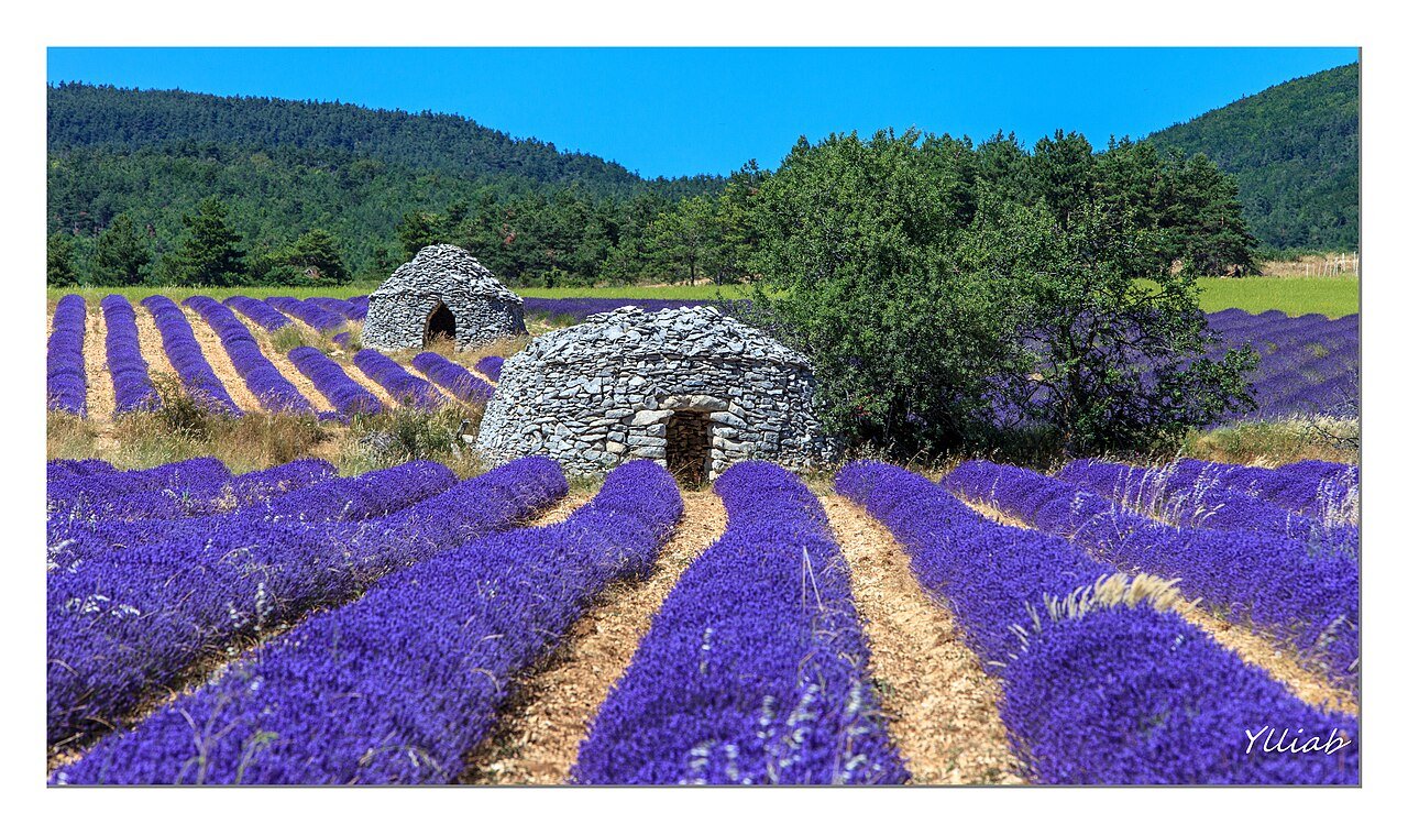 Champs de lavande en Drôme provençale