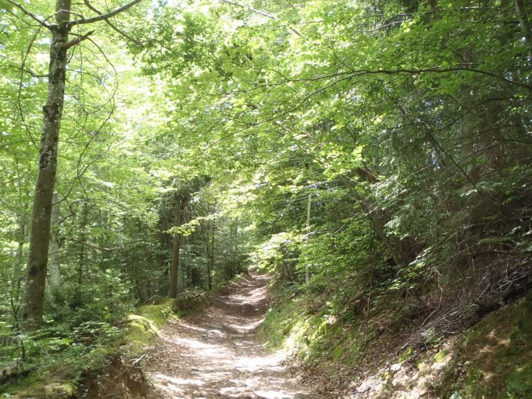 Sentier de trail dans le massif du Vercors, terrain d'entraînement
